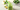 Antioxidant Feijoa Smoothie Recipe