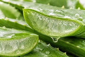 Close-up of fresh aloe vera leaves with translucent green gel and water droplets.