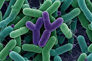 Bifdobacterium in Probiotic Plus