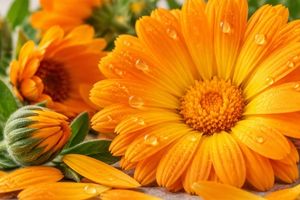 Close-up of bright orange calendula  flowers with green leaves and water droplets on the petals.