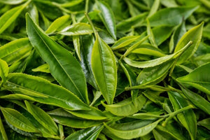 A close-up view of fresh green tea leaves filling the frame, with bright green and olive tones and visible leaf textures.