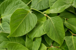 Close-up of green Japanese Knotweed leaves with visible veins and stems filling the frame.