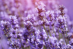 Close-up of purple lavender flowers, an ingredient in Lester's night cap