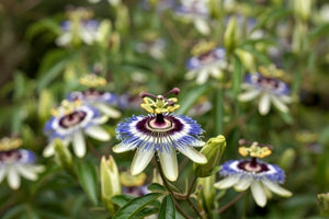 Close-up of a passionflower, natural ingredient