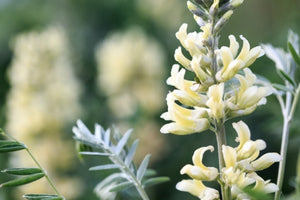 Close-up of yellow flowers with green to represent Quercetin found in LifeMax NR.