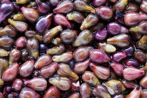 Close-up of Grape Seed Extract in Lester's Res-V