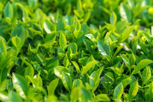 Close up of green tea leaves.
