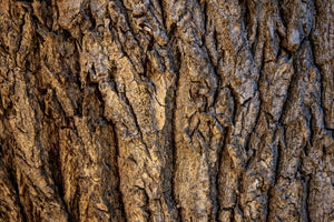 Close up of Pine Bark in reference to Pink Bark Extract used in Lester's Res-V.