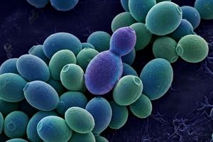 Saccharomyces in Probiotic Plus