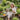 Woman reading The Everyday Herbalist in her garden