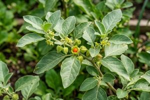 Ashwagandha ingredient in Anxiet Ease. 