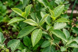 L-theanine ingredient in Anxiet Ease. 