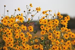 Arnica ingredient in Omrub