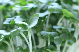 Broccoli sprout ingredient