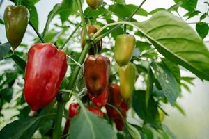Capsicum Resin ingredient in Omrub