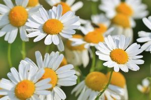 Close-up of chamomile flowers an ingredient in Lester's night cap