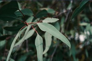 Eucalyptus Radiata ingredient in Omrub