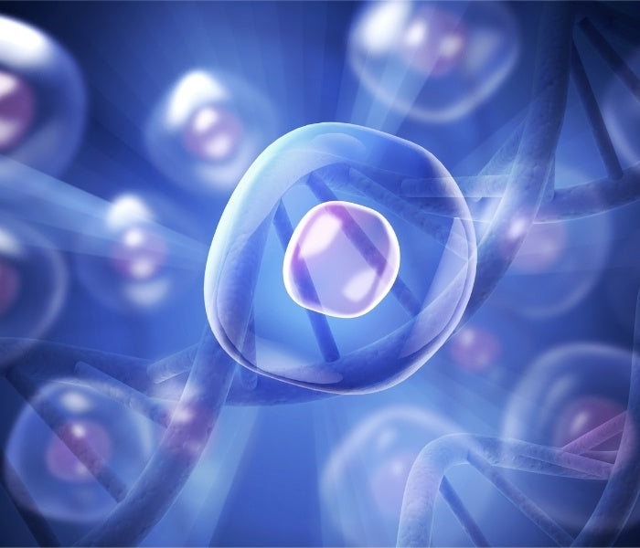 Illustration of a human cell surrounded by DNA strands, symbolising healthy cell activity and renewal.