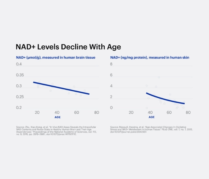Graph showing NAD+ levels decline with age in human brain tissue and skin.