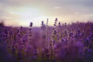lavender included in lester's night cap ingredients