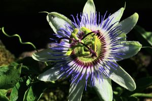 Close-up of a passionflower, natural ingredient