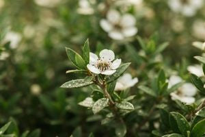 Manuka Oil ingredient in Omrub
