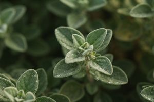 Marjoram Oil ingredient in Omrub