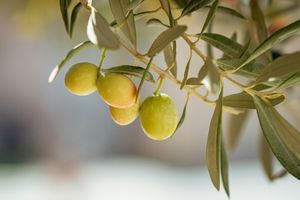 Olive Oil ingredient in Omrub
