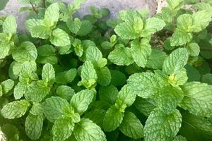 Peppermint Oil ingredient in Omrub