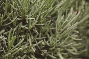 Rosemary ingredient in Omrub