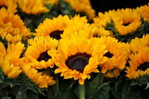 Sunflower seed oil ingredient in Omrub