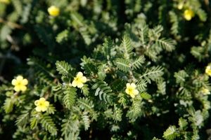 Tribulus terrestris ingredient